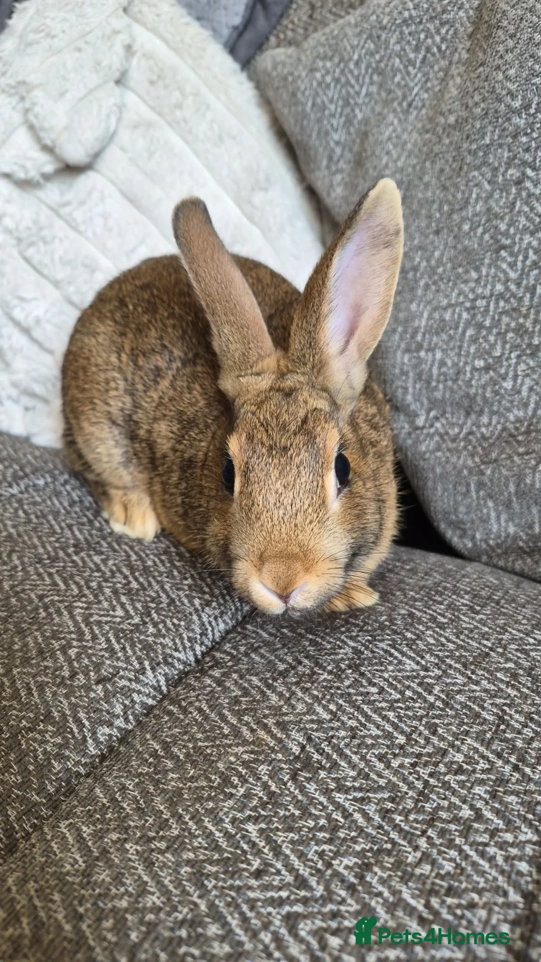 Netherland Dwarf rabbits for sale: 2 female Netherlands dawf x Rex  - Advert 2