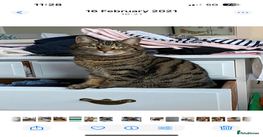 British Shorthair cats - Advert 12