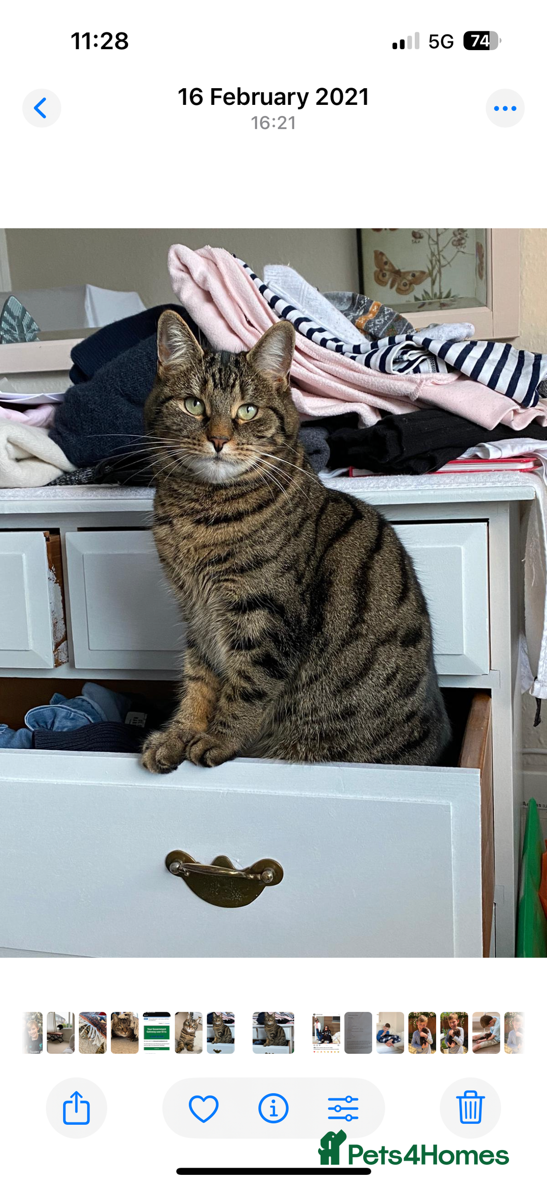 British Shorthair cats for sale: Tabby neutered female cat - Image 2