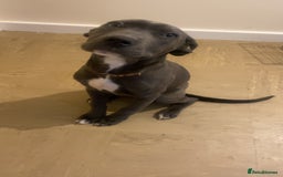Mixed Breed dogs for sale: Echo  - Image 3