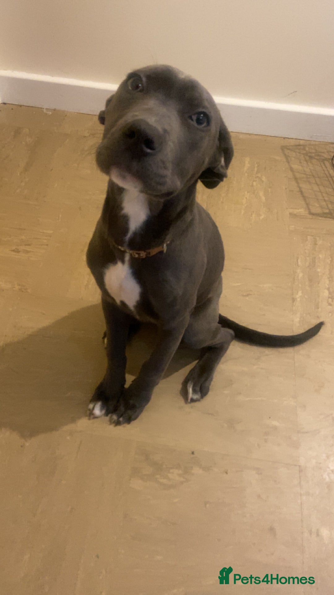 Mixed Breed dogs for sale: Echo  - Image 3
