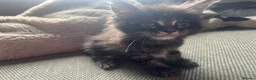 Maine Coon cats for sale: Mainecoon Kittens, ready 08/28! - Advert 27