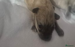 Chihuahua dogs for sale: Chihuahua's - Image 2
