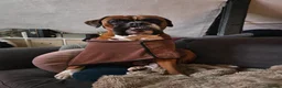 Boxer dogs for stud: First time stud, Bruce in Coulsdon - Advert 15