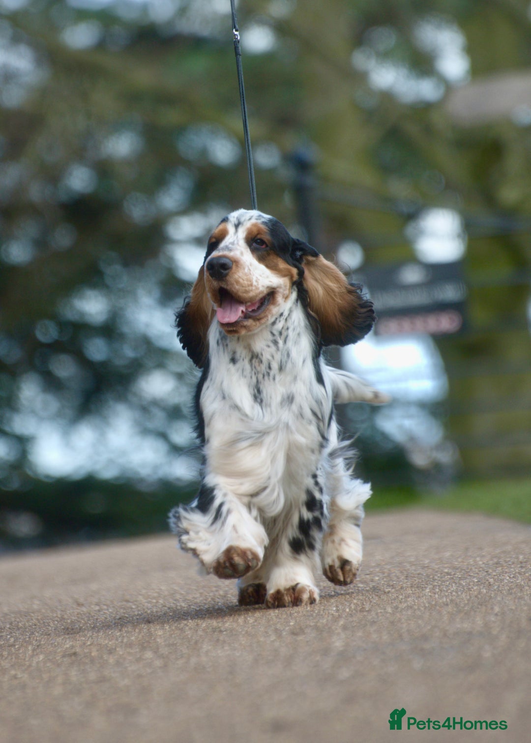 Cocker Spaniel dogs for sale: KC Registered Show Cocker Puppies  - Advert 5