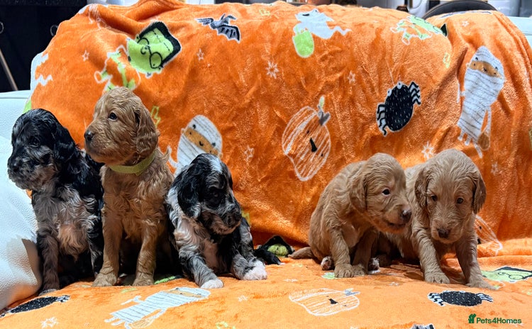 Mini Goldendoodle dogs - Advert 1