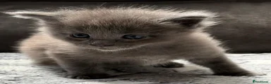 Maine Coon 4
