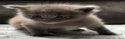 Maine Coon cats for sale: Xl Maine coon kittens health tested parents Tica R - Advert 20