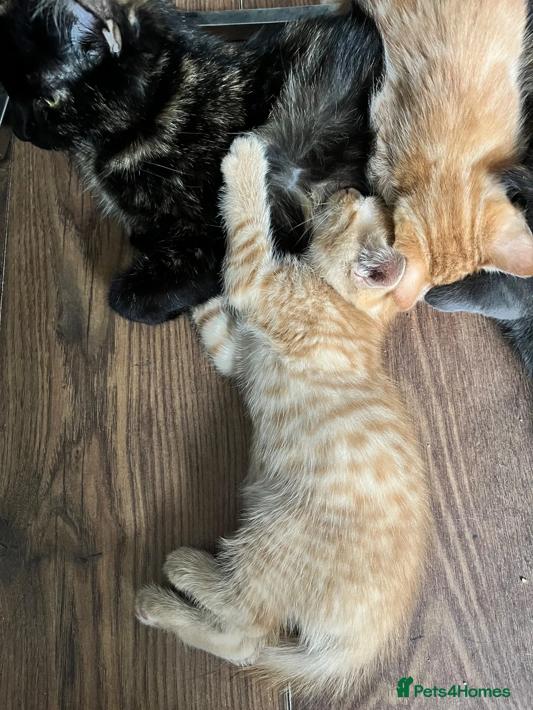 Mixed Breed cats for sale: Mixed breed ginger boy with Bengal style patterns  - Advert 6