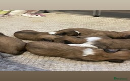 Lhasa Apso dogs for sale: 4 stunning pedigree Lhasa apsos for sale  - Image 11