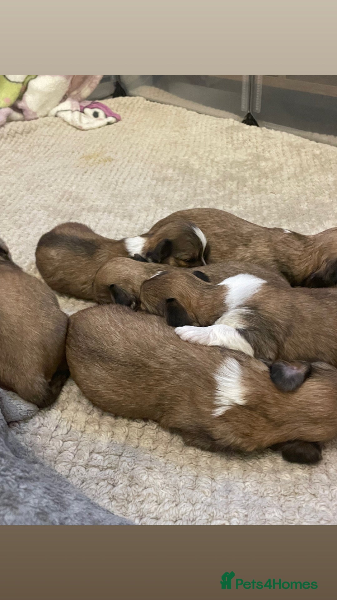 Lhasa Apso dogs for sale: 4 stunning pedigree Lhasa apsos for sale  - Image 11