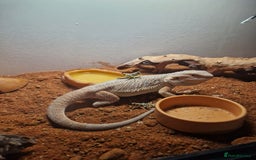 Bearded Dragon reptiles for sale: Male bearded dragon - Image 5