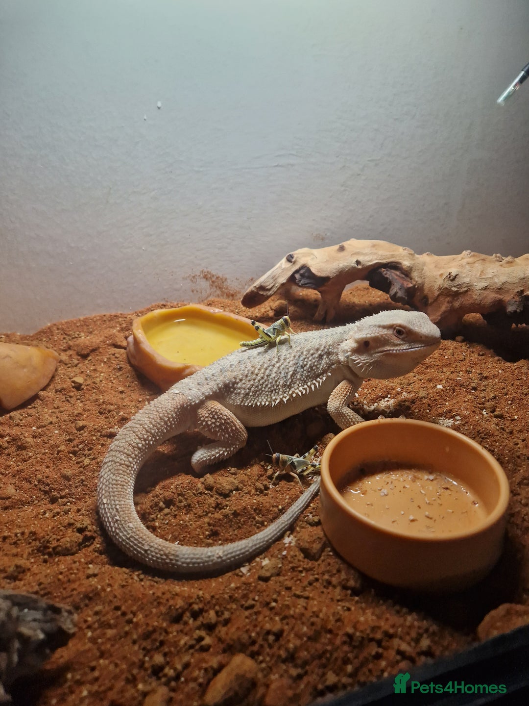 Bearded Dragon reptiles for sale: Male bearded dragon - Image 5