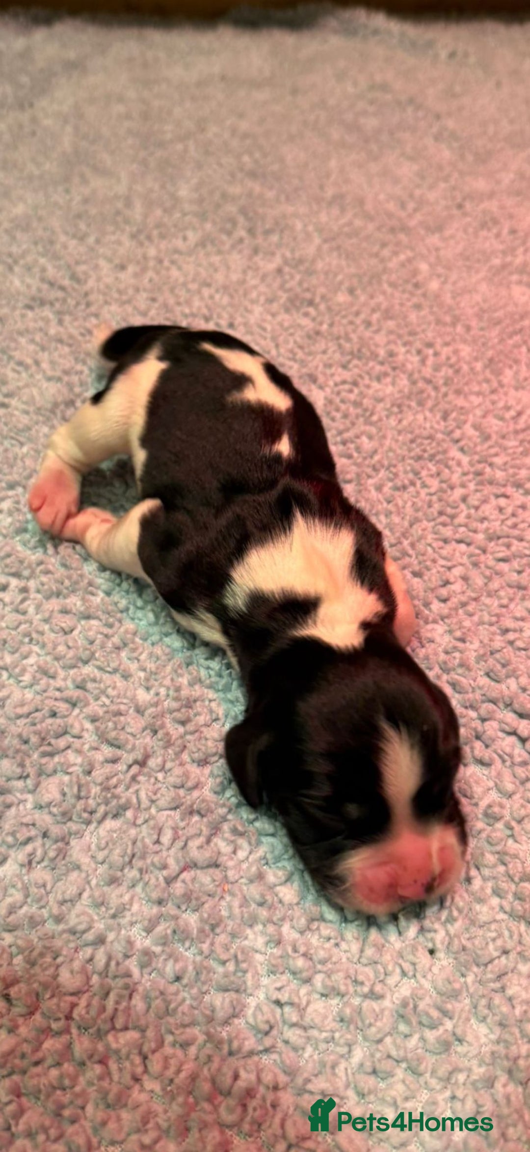 English Springer Spaniel dogs for sale: KC Reg English Springer Spaniels in Hampshire - Advert 2