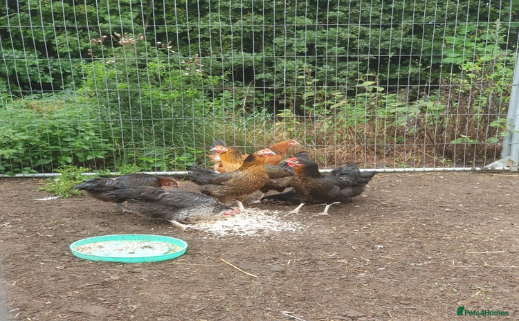 Chickens poultry - Advert 3