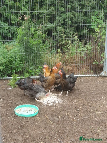 Chickens poultry - Advert 17