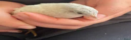 Quail poultry for sale: Chinese Painted/Button Quail Eggs for Sale - Advert 10