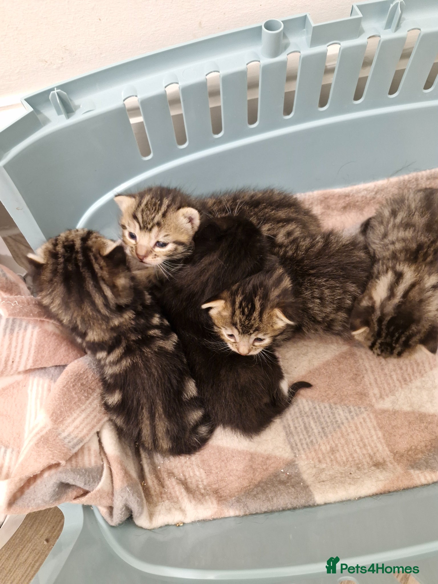 Bengal cats Bengal/Bsh cross Havana Brown kittens - Advert 1