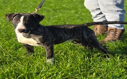 Mixed Breed dogs for sale: Wheatenbull Puppies English Bullterrier x Wheaten  in Egham - Image 1