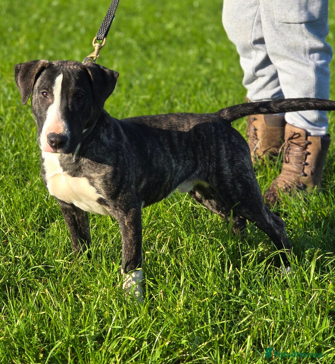 Mixed Breed dogs for sale: Wheatenbull Puppies English Bullterrier x Wheaten  in Egham - Image 1