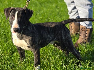 Mixed Breed dogs in Egham - Advert 3