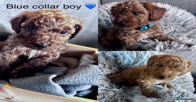 Cockapoo dogs - Advert 13