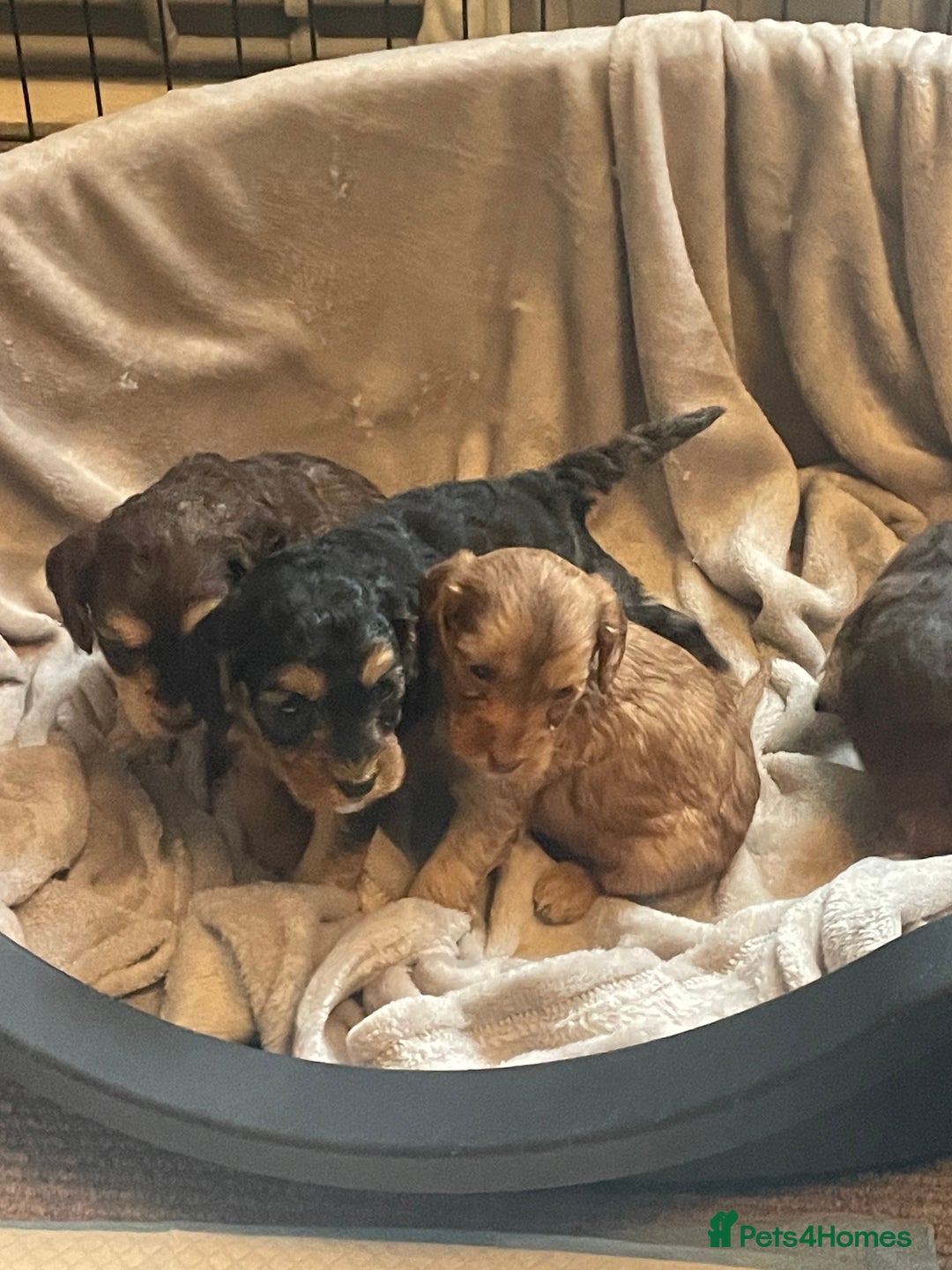 Cockapoo dogs for sale: Stunning sable cockapoos  - Advert 5