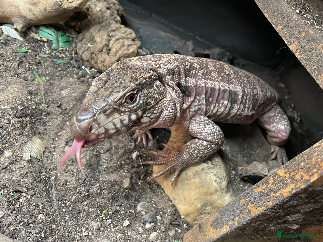 Mixed Breed reptiles for sale: Red Tegu  - Image 3