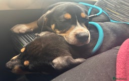 Mixed Breed dogs for sale: Heinz Pups for Sale  - Image 1