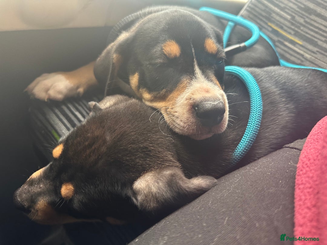 Mixed Breed dogs for sale: Heinz Pups for Sale  - Image 1