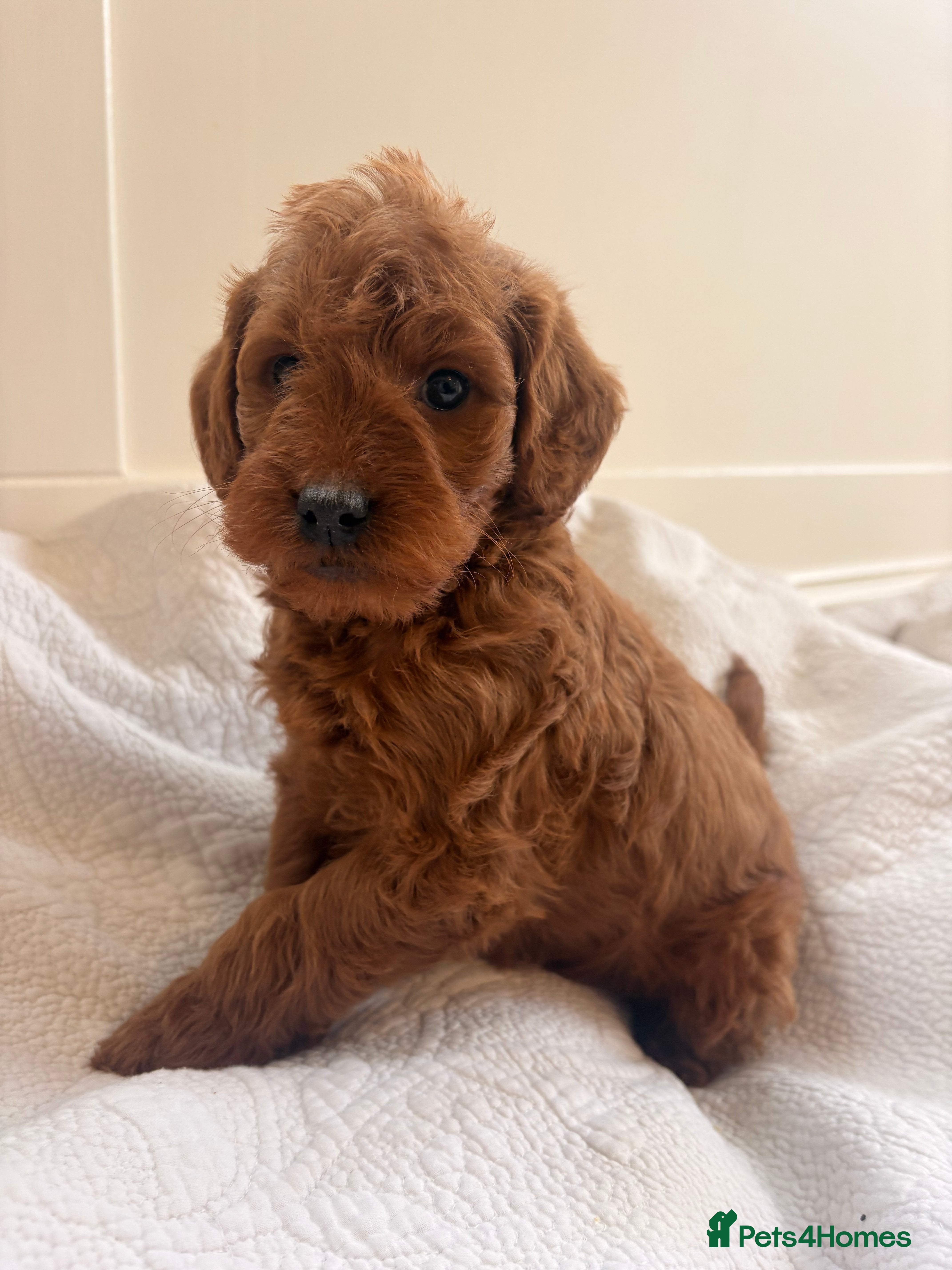 Labradoodle dogs LICENSED BREEDER QUALITY MINI LABRADOODLES - Advert 6