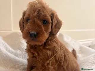 Labradoodle dogs LICENSED BREEDER QUALITY MINI LABRADOODLES - Advert 6