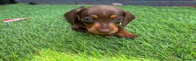 Miniature Dachshund 5