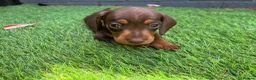 Miniature Dachshund dogs for sale: Miniature dachshund  - Advert 27