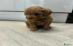 Maltipoo dogs for sale: Tiny f1b maltipoo puppys - Image 4
