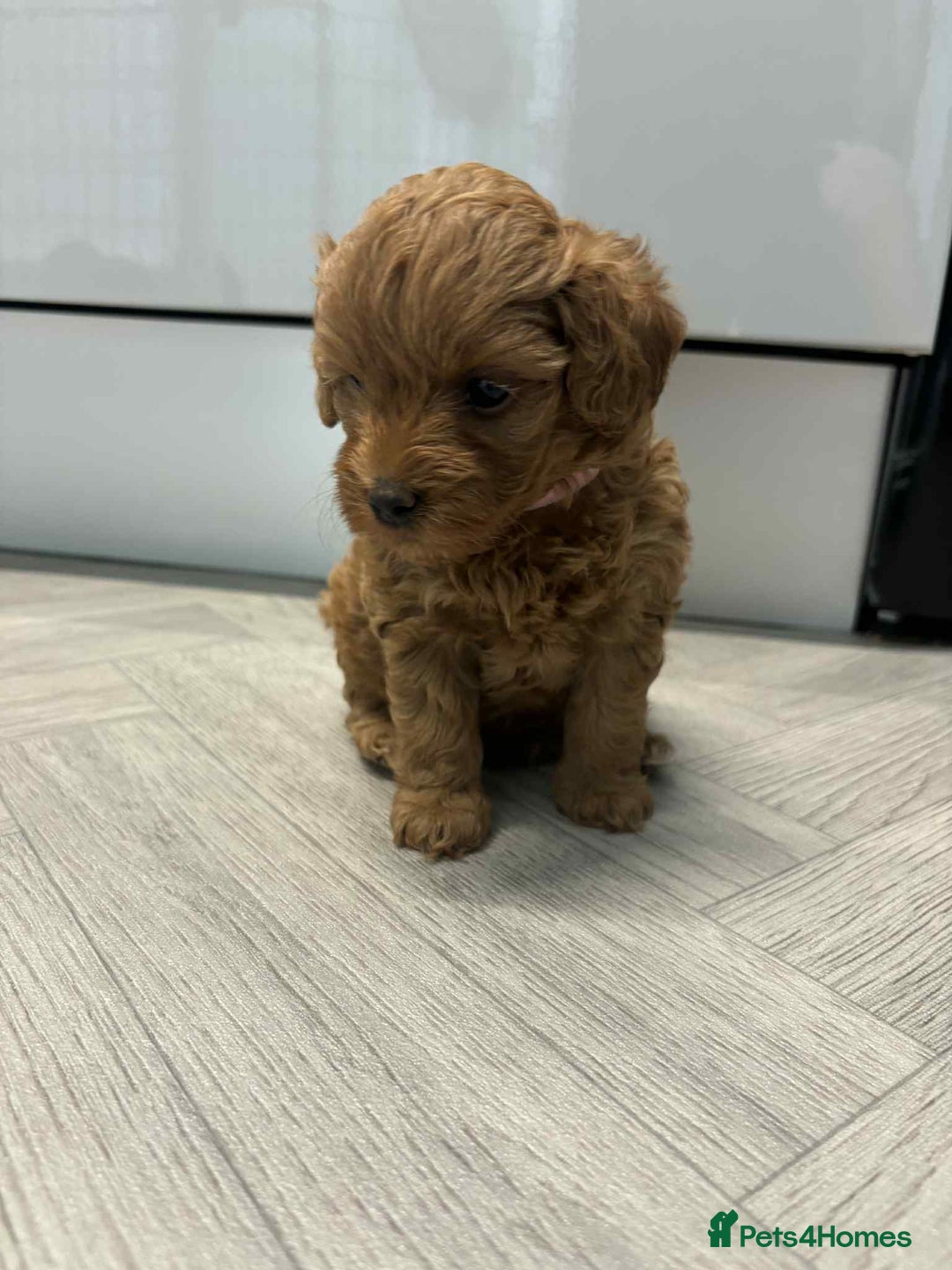Maltipoo dogs for sale: Tiny f1b maltipoo puppys - Image 4