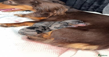 Miniature Dachshund dogs - Advert 4