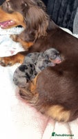 Miniature Dachshund dogs - Advert 2