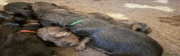 Dachshund dogs for sale: KC Standard Long Haired Dachshund Puppies - Advert 4
