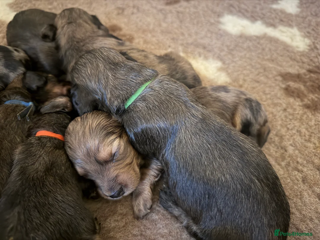 Dachshund dogs for sale: KC Standard Long Haired Dachshund Puppies - Advert 4