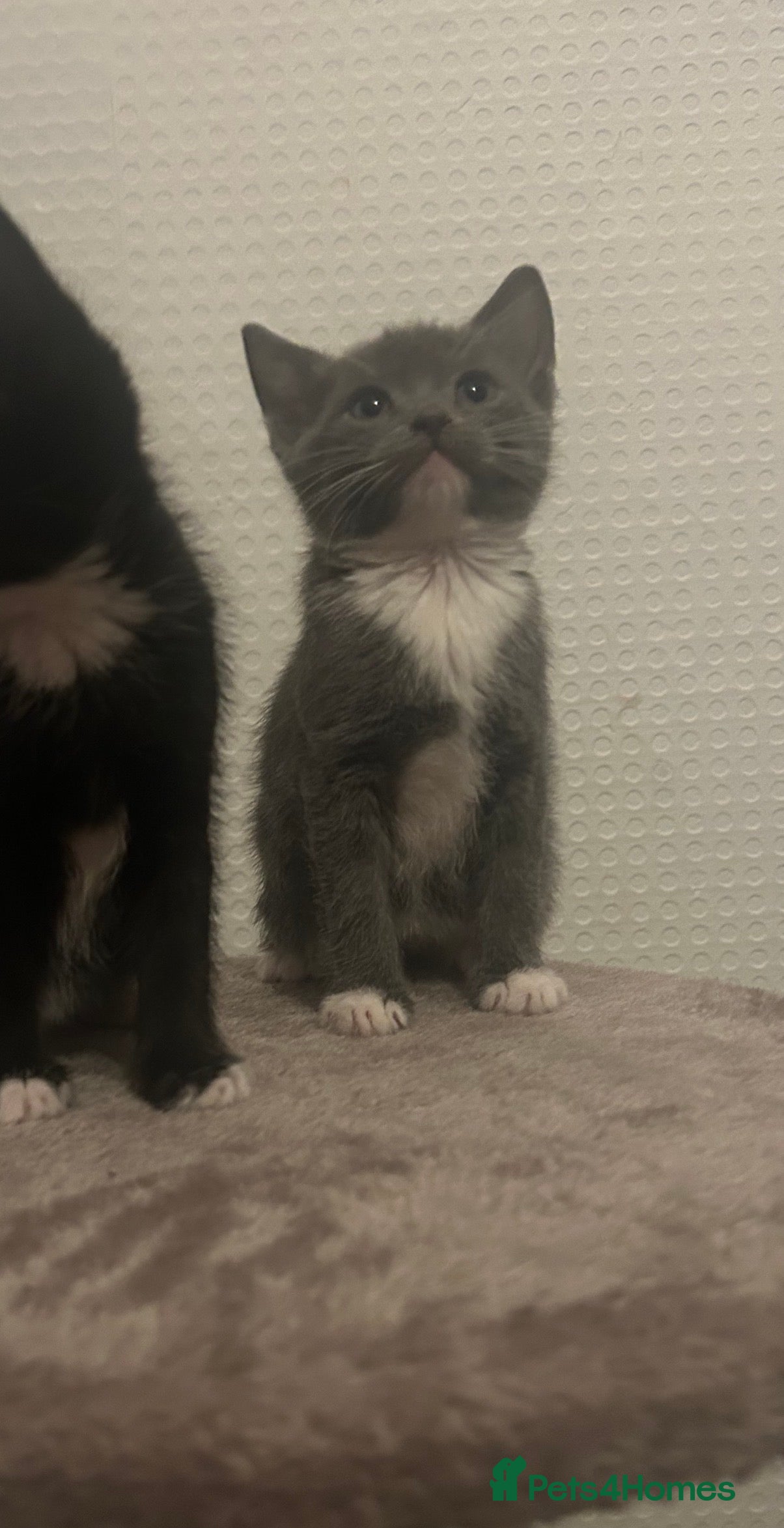 Mixed Breed cats MAINECOON X KITTENS  - Advert 5