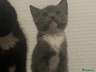 Mixed Breed cats MAINECOON X KITTENS - Advert 1