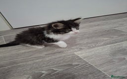 Maine Coon cats for sale: Beautiful Part Maine Coon Male Kitten - Image 16