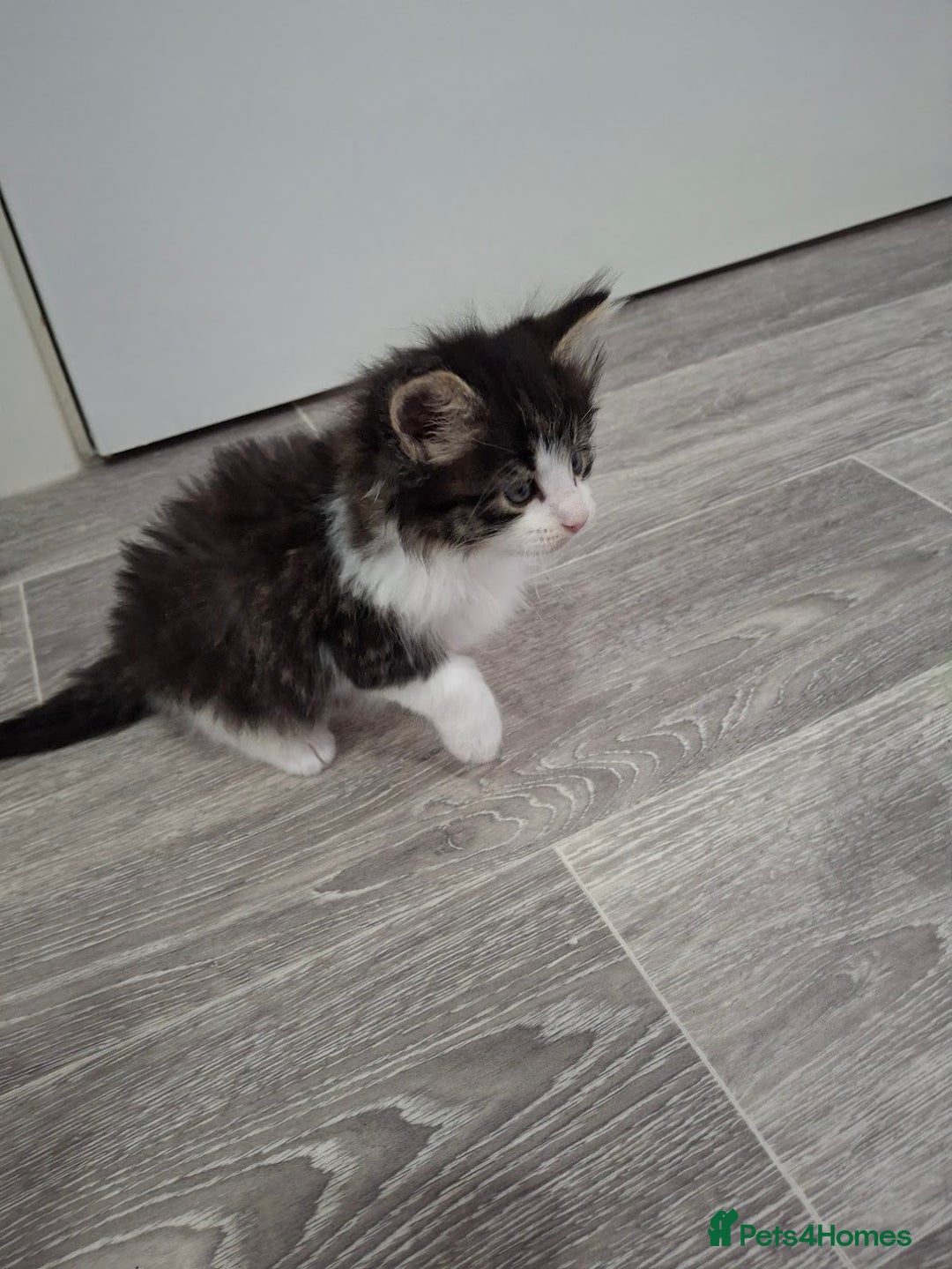 Maine Coon cats for sale: Beautiful Part Maine Coon Male Kitten - Image 16