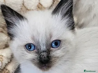 Ragdoll cats ragdoll kittens ready the 26 May - Advert 16