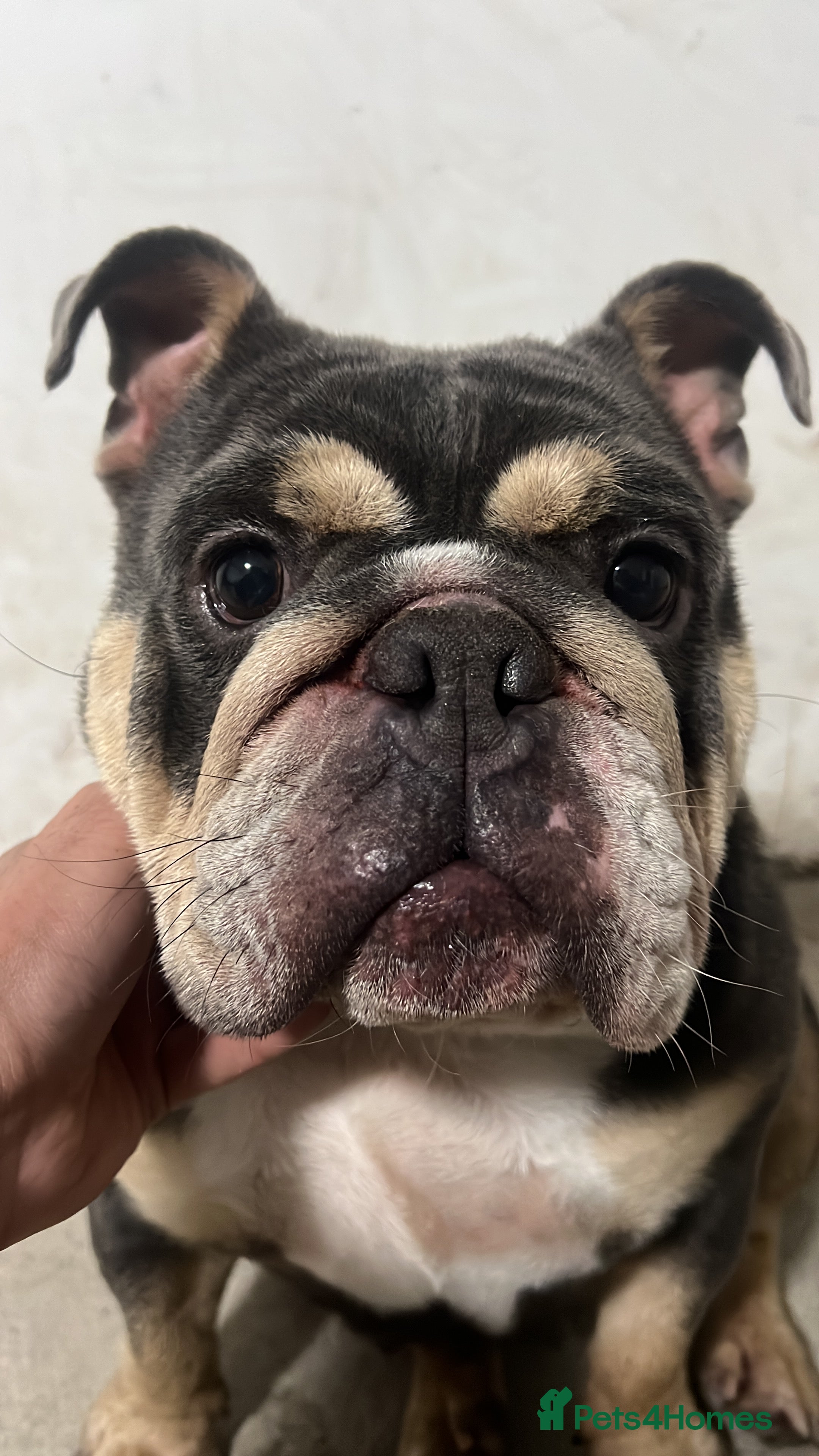 English Bulldog dogs English Bulldog lilac tri KC  - Advert 6