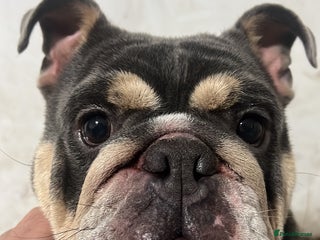 English Bulldog dogs English Bulldog lilac tri KC - Advert 20