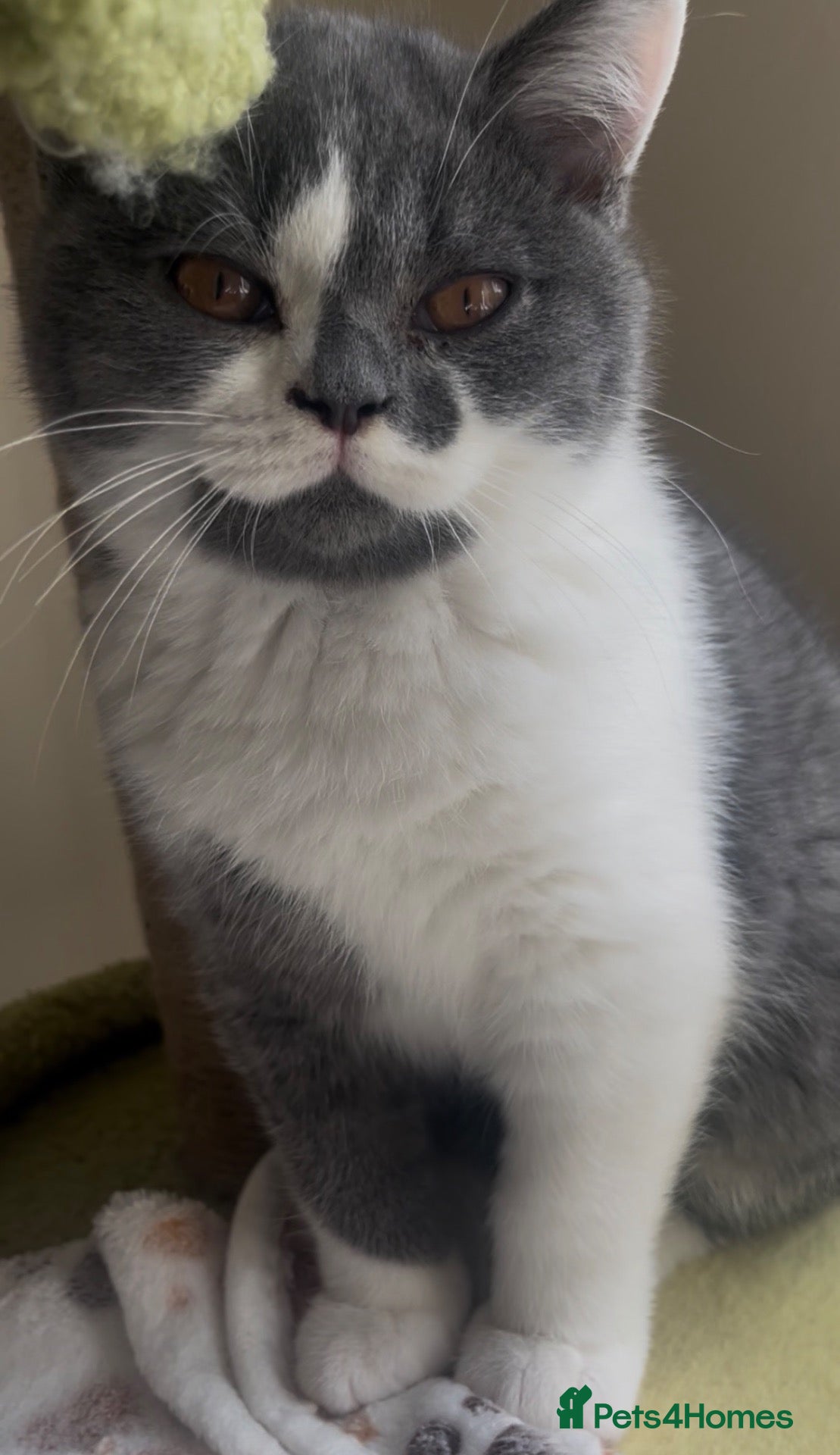 British Shorthair cats Two beautiful British Shorthair boys ready now.  - Advert 2
