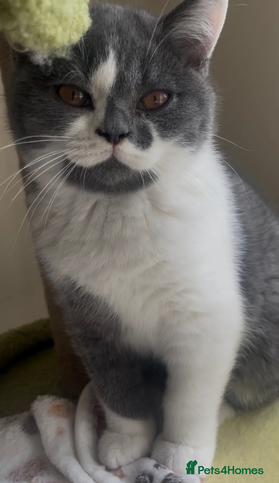 British Shorthair cats for sale: Two beautiful British Shorthair boys ready now.  - Advert 1