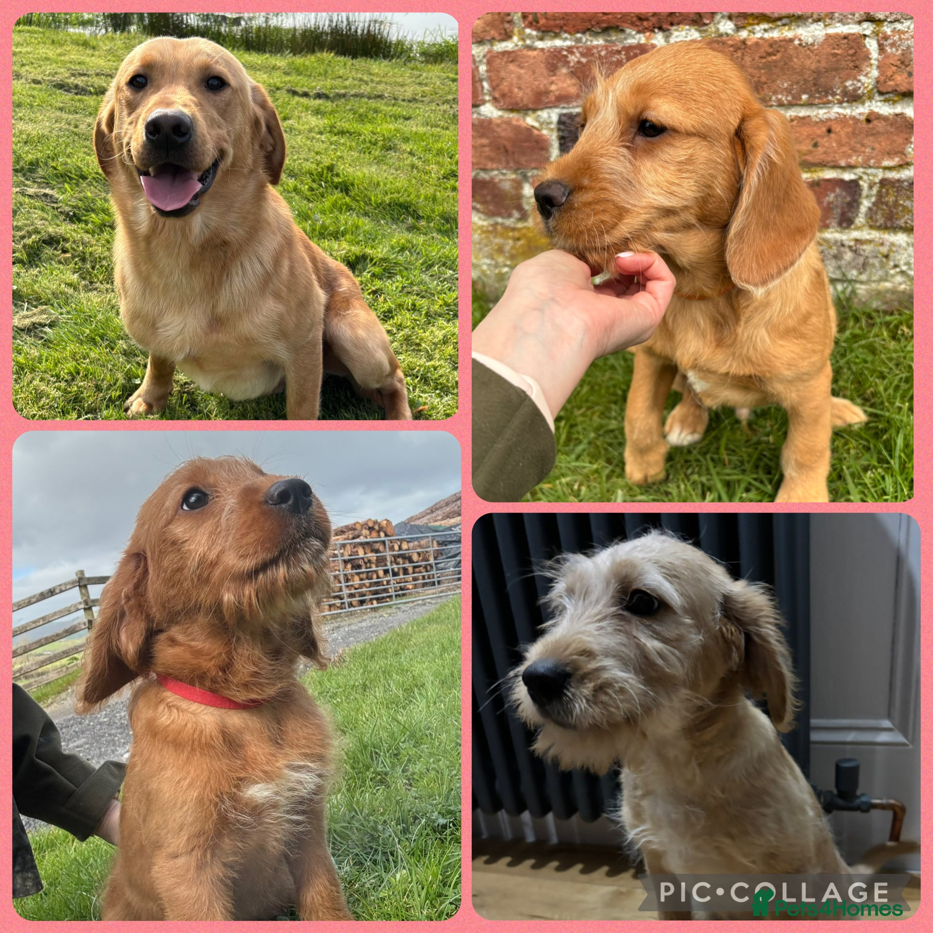 Labradoodle dogs Stunning F1 Labradoodle Puppies KC Parents - Advert 5